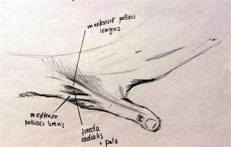 anatomy 05 - foveola radialis by baila on DeviantArt