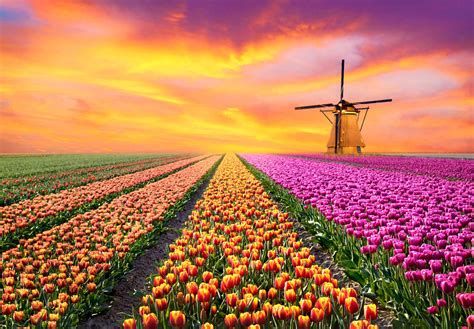 Tulip Field in Netherlands – Most of the tulip farms in Holland are ...