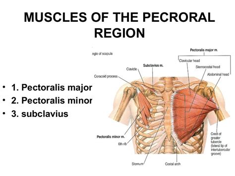 Anatomy of pectoral region