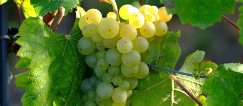 Italian Grape Varieties – White Wine