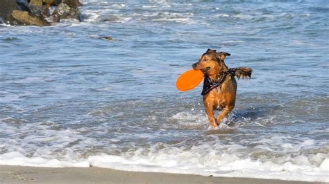 Del Mar Dog Beach A Local San Diego Favorite | The Carmel Valley Life