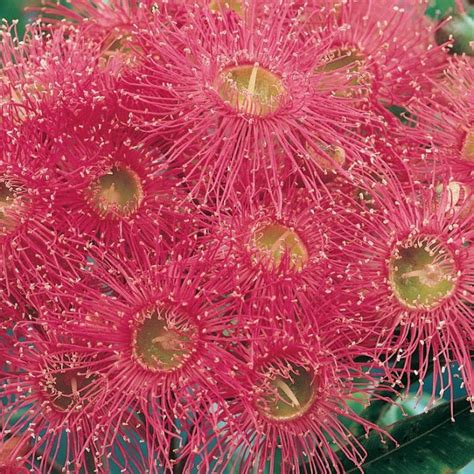 Flowering Gum Pink Slender