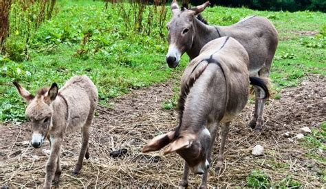 Why Do Donkeys Have a Cross on Their Back? - Helpful Horse Hints