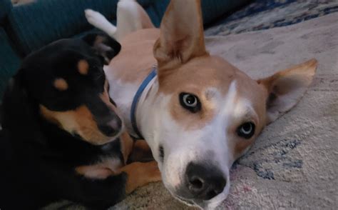 Carolina/Husky dog mix with his best friend the chiweenie : r/aww