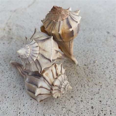 Lightning Whelk for sale | Only 2 left at -70%