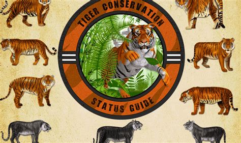 The Definitive Tiger Conservation Status Guide 2022