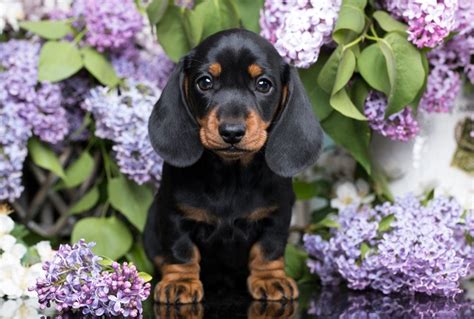 Cutest Dog Breeds as Puppies | Reader's Digest