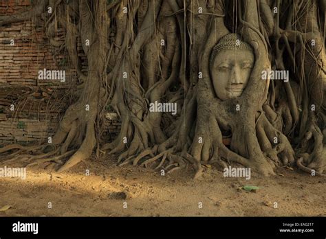 Wat Phra Mahathat - Ayutthaya Historical Park - Thailand Stock Photo ...