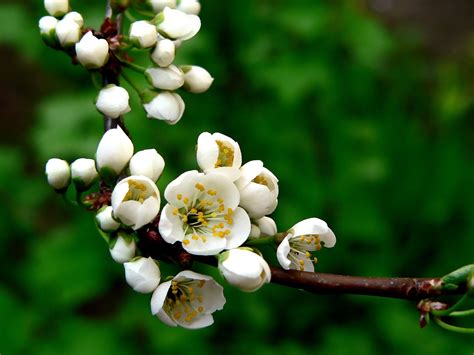 plum blossom Free Photo Download | FreeImages