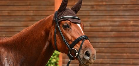 Choosing the right bridle for your horse: the ultimate guide