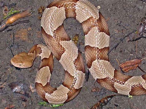 Copperhead Snake Habitat and Reproduction ~ planetanimalzone