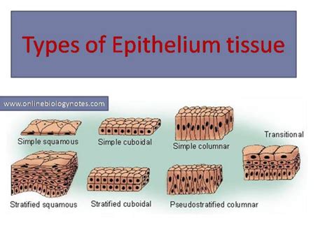 Epithelial tissue: characteristics and classification scheme and types ...