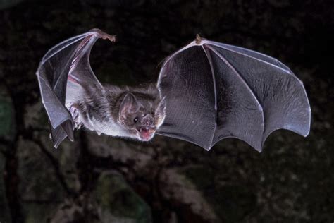 Scientists figure out how vampire bats got a taste for blood - The ...