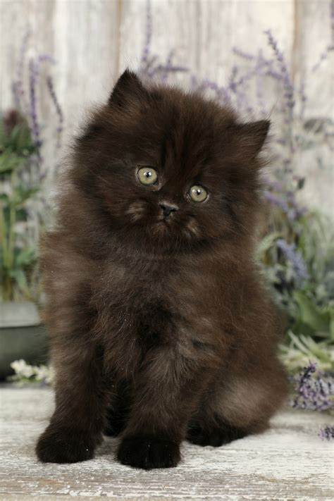 Black Persian Kittens | Black Persian Cats | Doll Face Persian Kittens