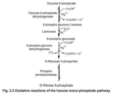 HMP shunt pathway