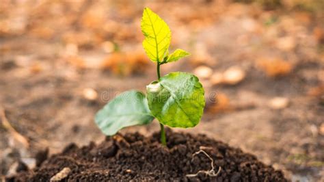 Sprout Growing from Dry Ground. Earth Day Save Environment Concept ...