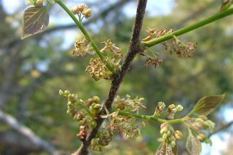 Celtis sinensis