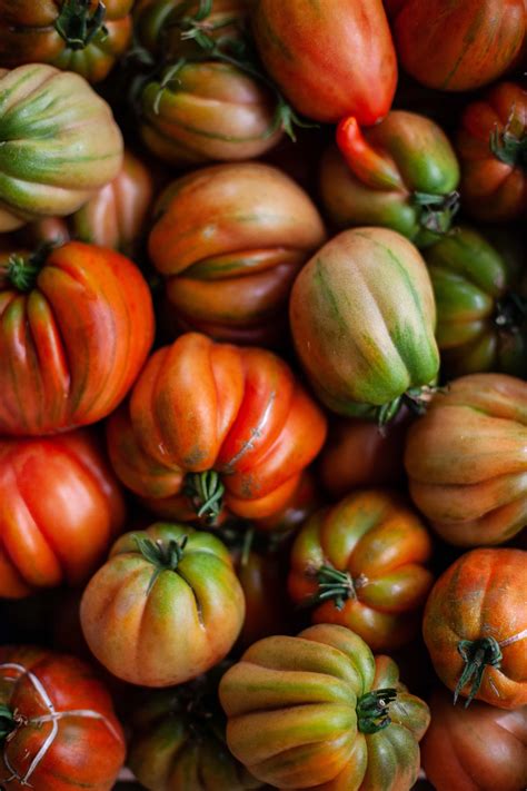 Never Grow These 7 Companions Near Your Tomato Plants