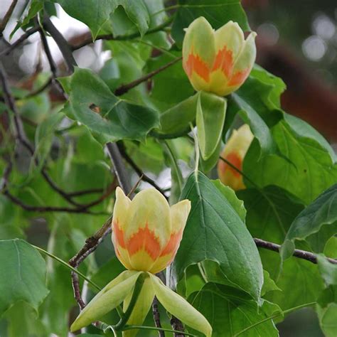 Tulip Poplar: Tree of Many Names | Root Nashville