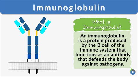 Immunoglobulin - Definition and Examples - Biology Online Dictionary