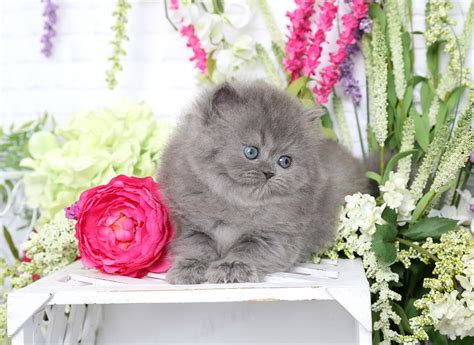 Blue Persian Kittens Photo GalleryPre-Loved Persian Kittens For Sale ...