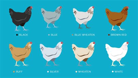 Ameraucana Chicken: Care Guide, Color Varieties and More