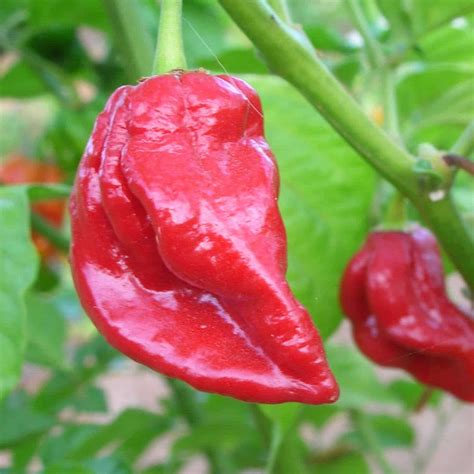 Naga Viper Pepper | ubicaciondepersonas.cdmx.gob.mx