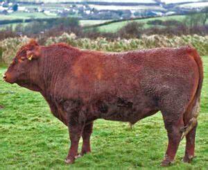 Limousin Cattle Characteristics, Uses & Origin