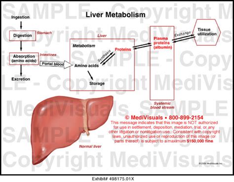 Liver Metabolism Medical Exhibit