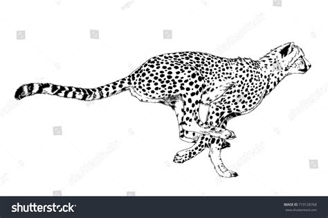 Running Cheetah Drawn Ink By Hand Stock Illustration 719128768 ...