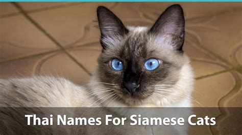 Top 120+ Siamese Cat Names