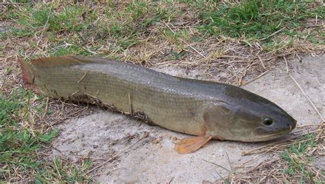 What is a Mudfish? (with pictures)