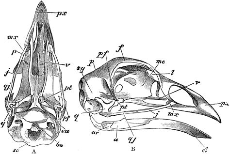 Skull of a Bird | ClipArt ETC