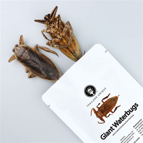 Edible Giant Water Bug Scorpions - Edible Insects For Sale