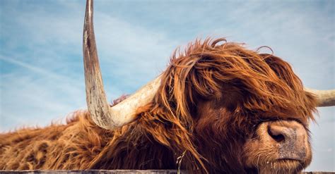 Horns And Antlers Photo Contest - ViewBug.com