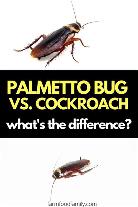 Palmetto Bugs vs Cockroaches: What're The Similarities and Differences?