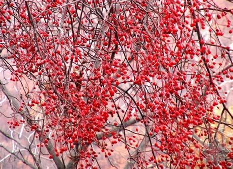 MOUNTAIN ASH seeds Sorbus sitchensis | BELL Garden Company,Wholesale ...