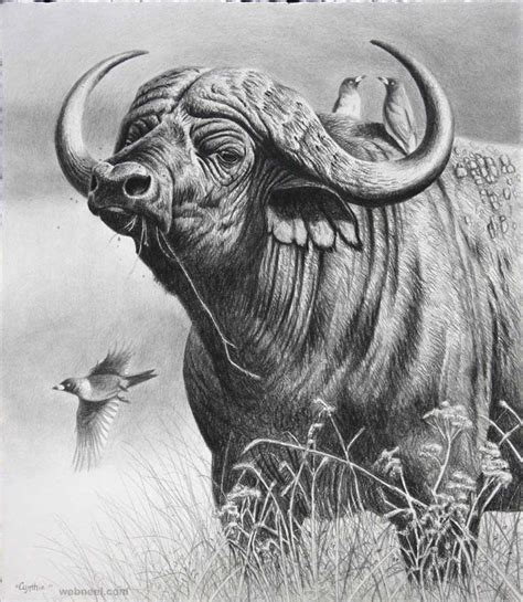 Pencil Drawings Of Wild Animals - pencildrawing2019