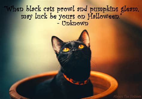 Black Cat Quotes - The Best Quotes to Celebrate Black Cats