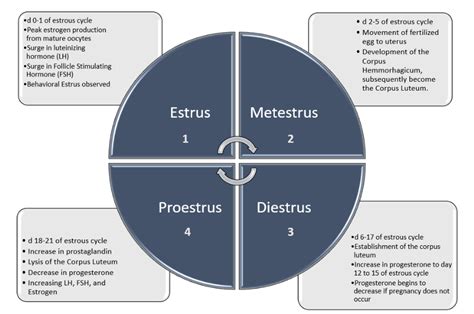 Reproduction in Swine - Understanding the estrous cycle for herd ...