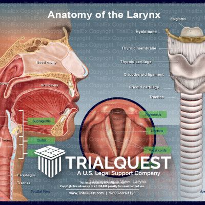 Pharynx Larynx Trachea Anatomy | Images and Photos finder