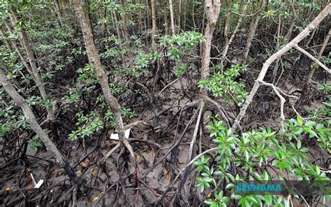 Tinta Minda BERNAMA - EKOPELANCONGAN HUTAN PAYA BAKAU: PENDIDIKAN ALAM ...