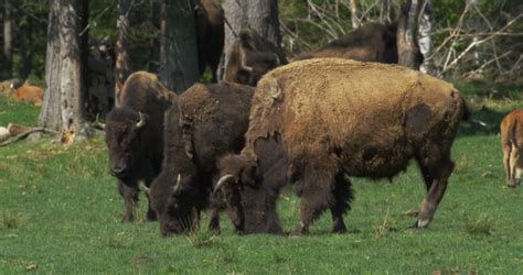 Herd of American Bison at a Wildlife Preserve Stock Video Footage 00:05 ...