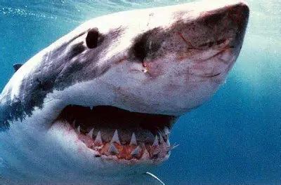 Great White Shark Facts For Kids | Great White Shark Habitat & Diet