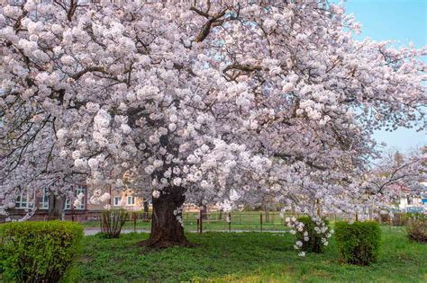 Prunus Yedoensis