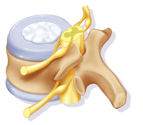 Nucleus Pulposus and How It Helps Your Spine