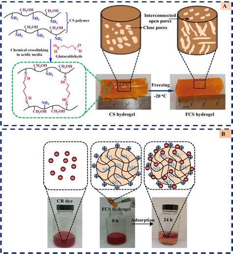 Schematic illustration of A the synthesis of cationic chitosan with ...