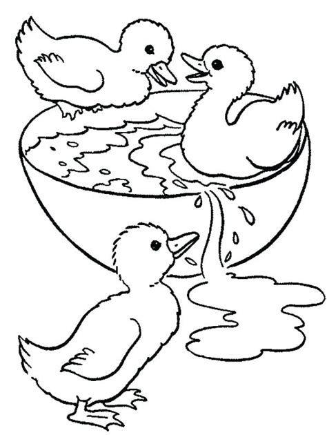 Baby Chicks Ducks Coloring Pages