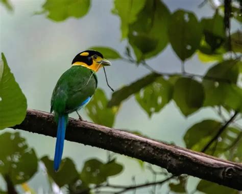 Long-tailed broadbill - Facts, Diet, Habitat & Pictures on Animalia.bio