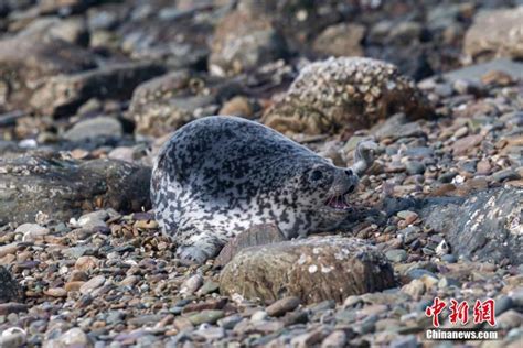 Spotted seals make home on Dalian beaches